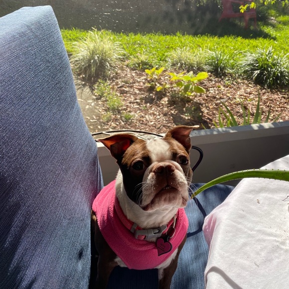 Meet your Posher, Declan - Picture 1 of 1